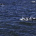 FOTO | Kopli lahes nähti siinmail haruldast külalist silmikdelfiini