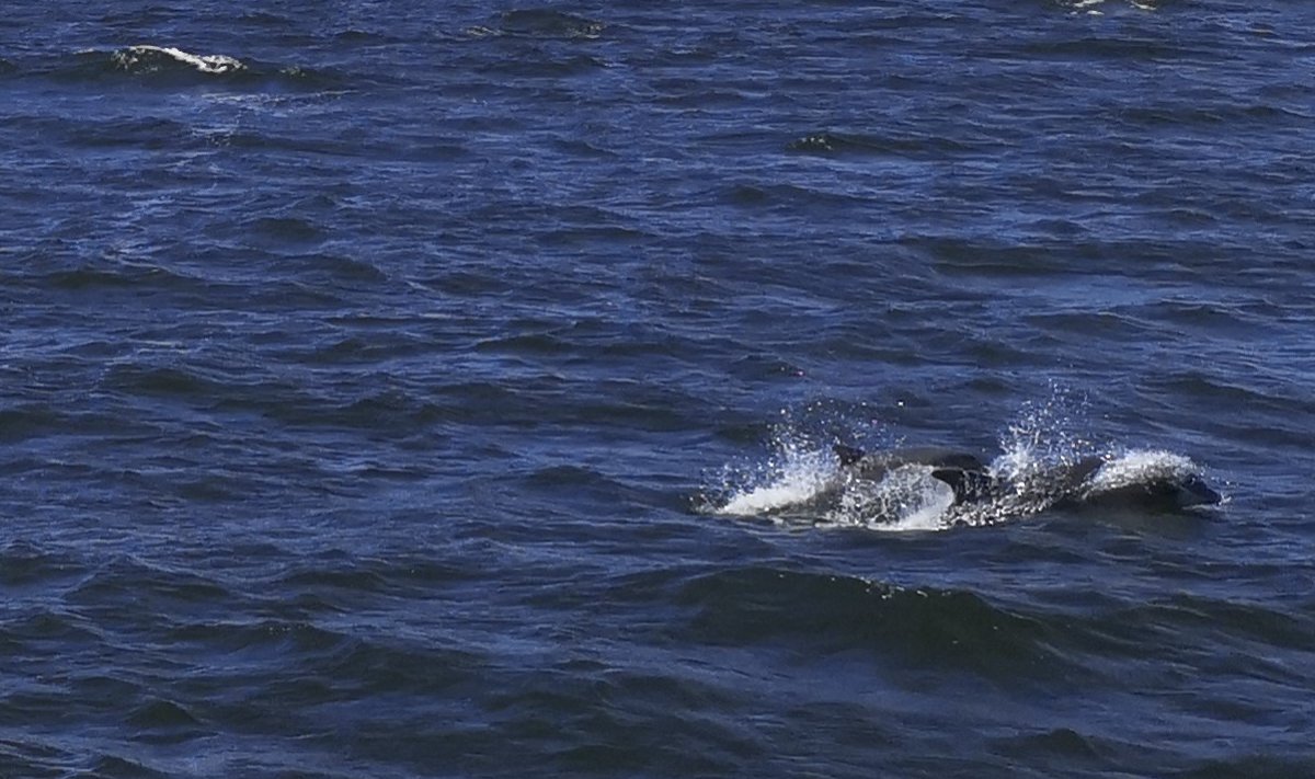 Silmikdelfiinid Kopli lahes
