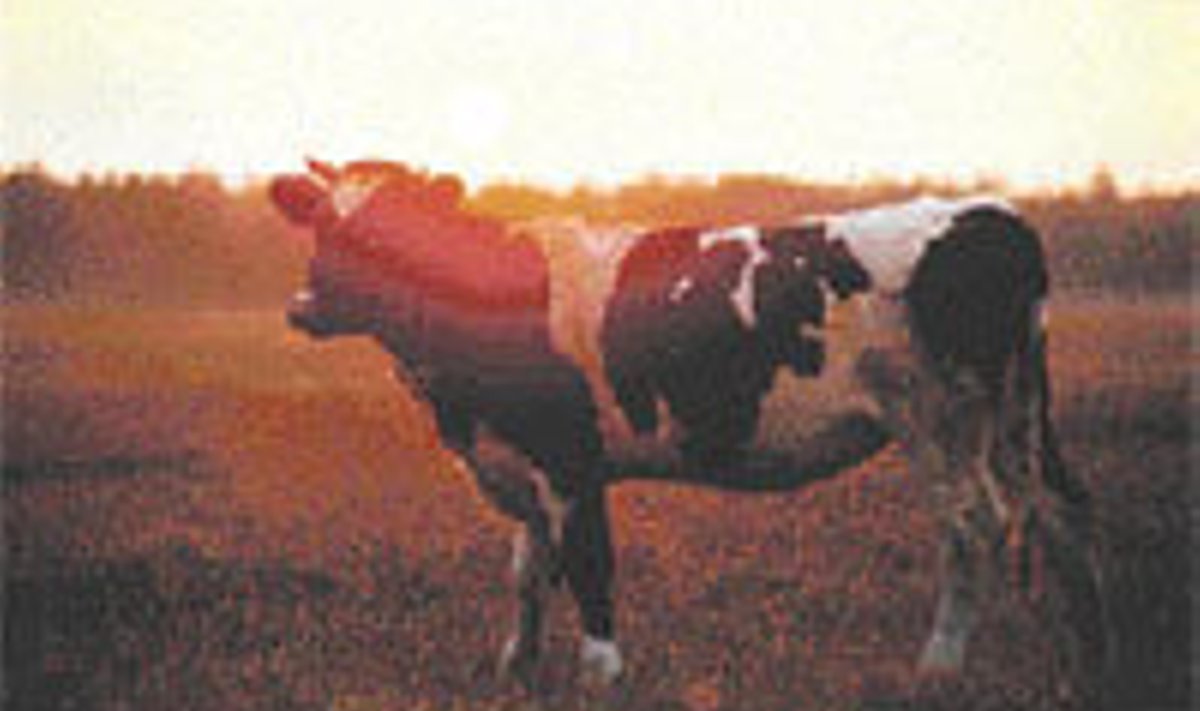 Läänemaal on lehmadel looduskaitseline ülesanne.