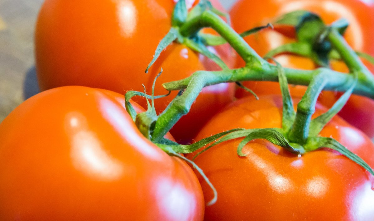 Miks mitte kasvatada tomati oma kogutud seemnetest?