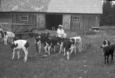 Talitaja vasikatega. 1954 aasta.