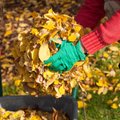 Осенний листопад: в каких городах вывозят опавшую листву и выдают бесплатные мешки?