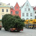VIDEO ja FOTOD | Tallinna jõulukuusk saabus Raekoja platsile