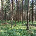 Eesti üks suuremaid metsaomanikke teenis korraliku kasumi