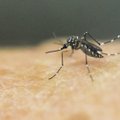 Taanis ja Rootsis on reisilt tulnutel avastatud laste ajukahjustustega seostatav Zika viirus