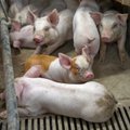 SPETSIALIST SELGITAB | Miks ei saa isegi tervete sigade liha süüa, kui farmist avastatakse seakatk?