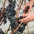 Viinamarju saab rebaste ja putukate eest kaitsta lihtsa nipiga