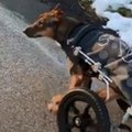 Happega üle valatud koer jätkab elu ratastoolis