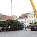 VIDEO | Vaata, kuidas toodi Raekoja platsi tänavune jõulupuu
