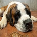Koeraomanik sidus rahapuuduse tõttu haige koera pargipingi külge