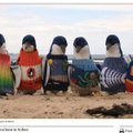 109aastase mehe hobi: koon pingviinidele kampsuneid