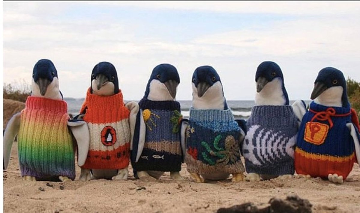 Pingviinid Alfred Date'i kootud kampsunites.