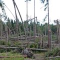 Margus Mikomägi: metsafilm „Vara küps“ on veel toores