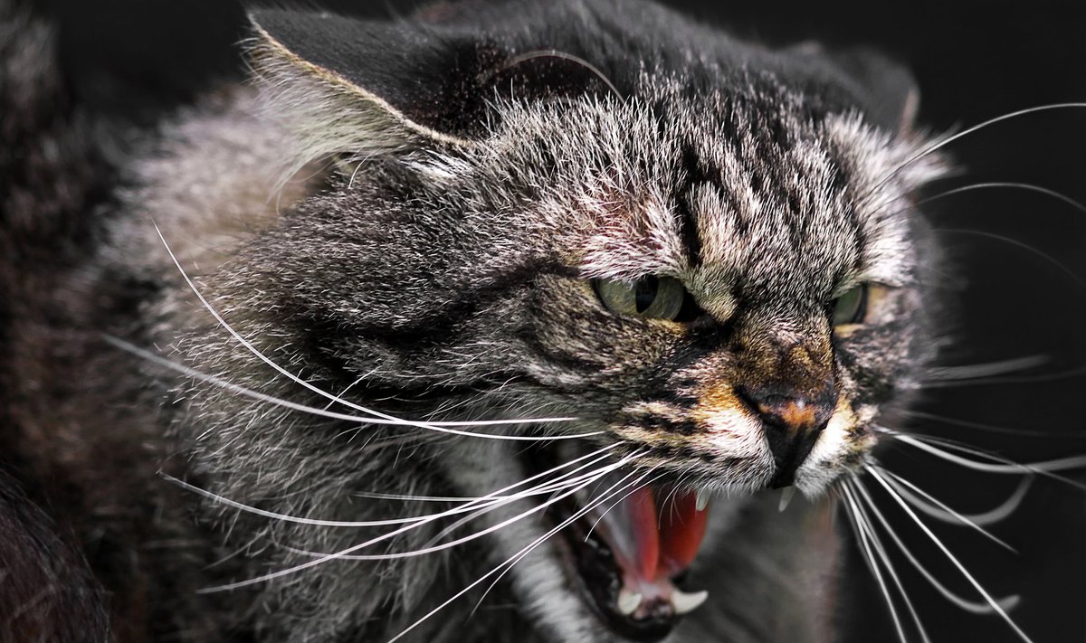 Agressiivne kass (foto on illustreeriv)