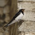 Prognoos – 100 aastaga kahaneb oluliselt lindude ja imetate mitmekesisus