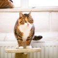 Merida lugu | kass, kelle koduootus on kestnud juba 1092 päeva