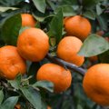 ФОТО. Оранжевая лихорадка: как в Абхазии собирают самые новогодние фрукты — мандарины