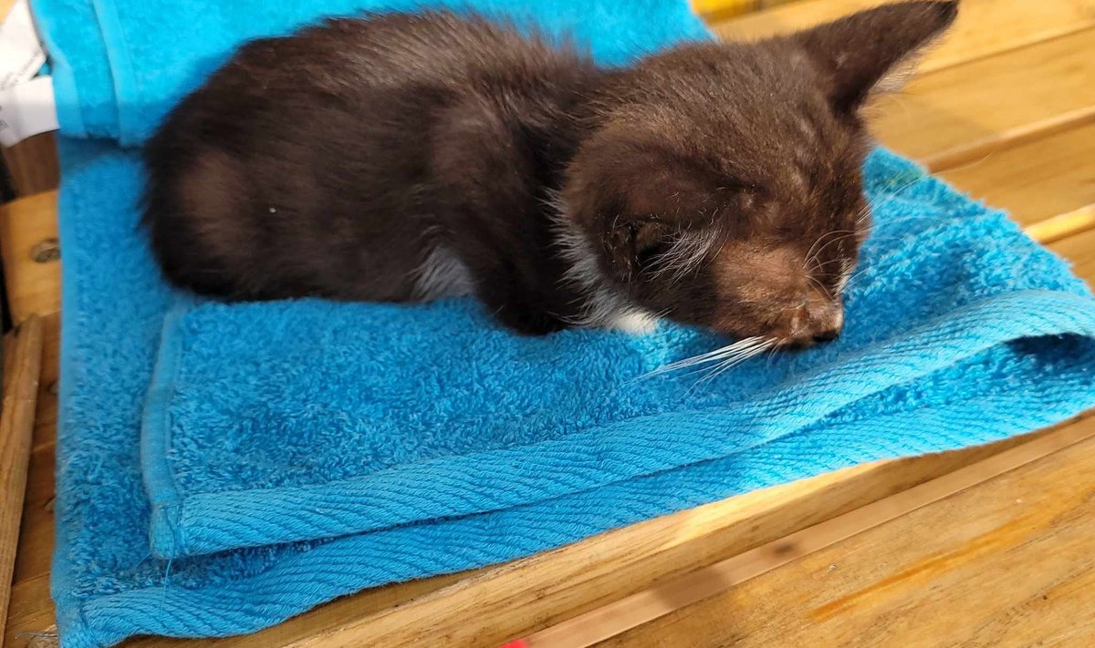 MTÜ Cats Help hoolealune