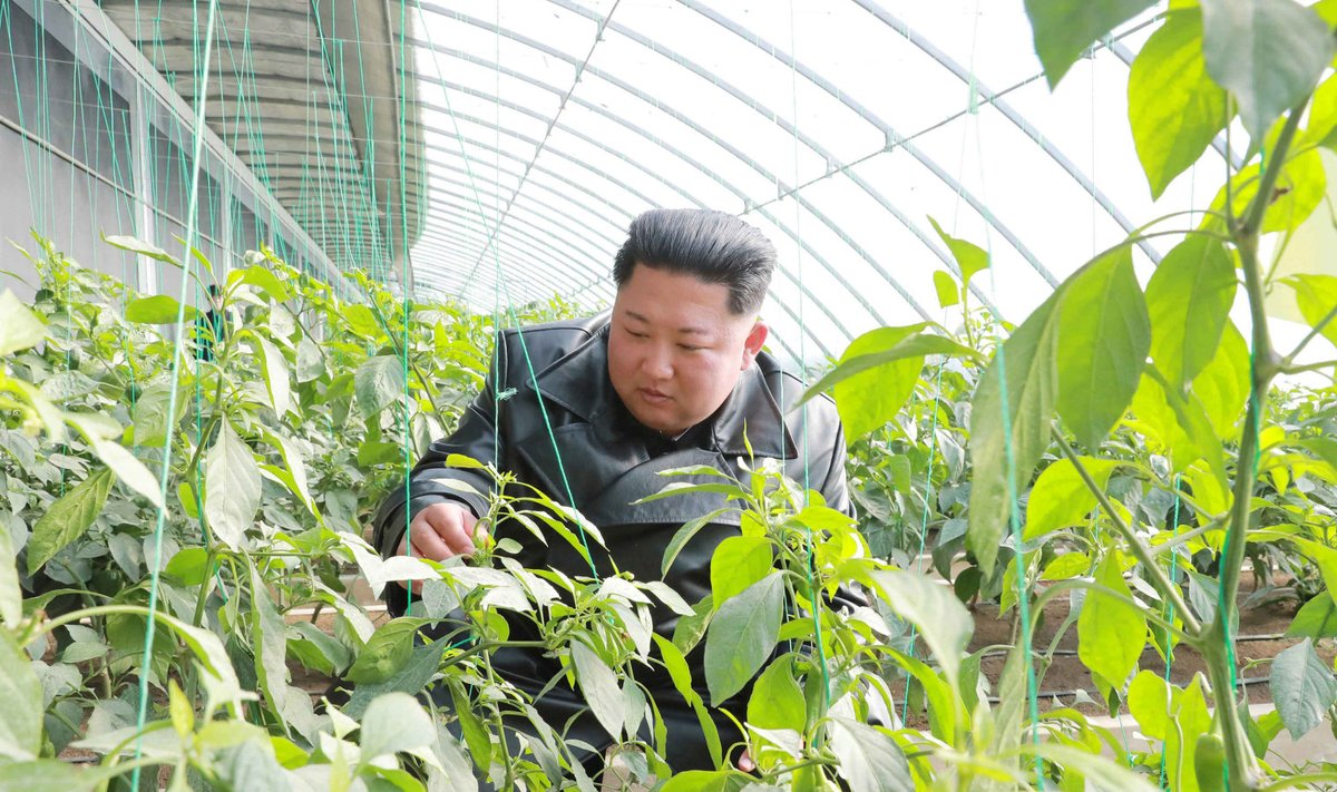 Kim Jong Un külastamas köögiviljakasvatust Jungphyongis