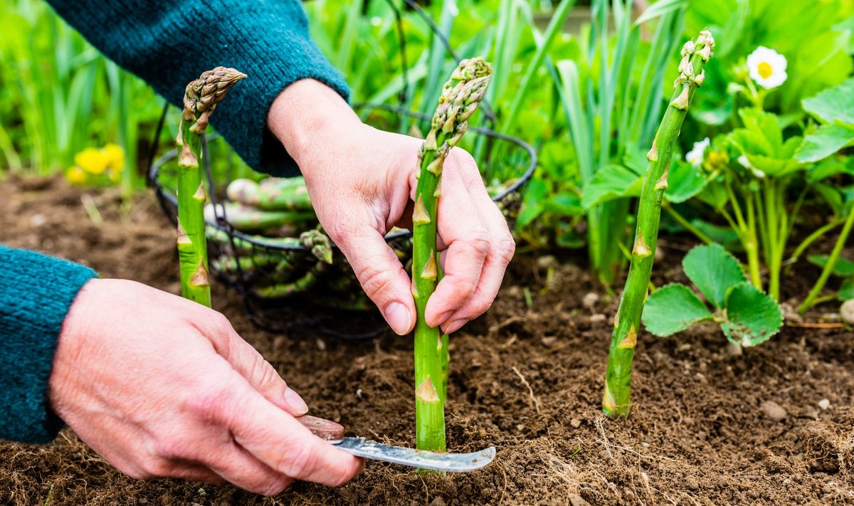 Sparglit võib kasvatada mii köögivilja- kui ka lillepeenras.