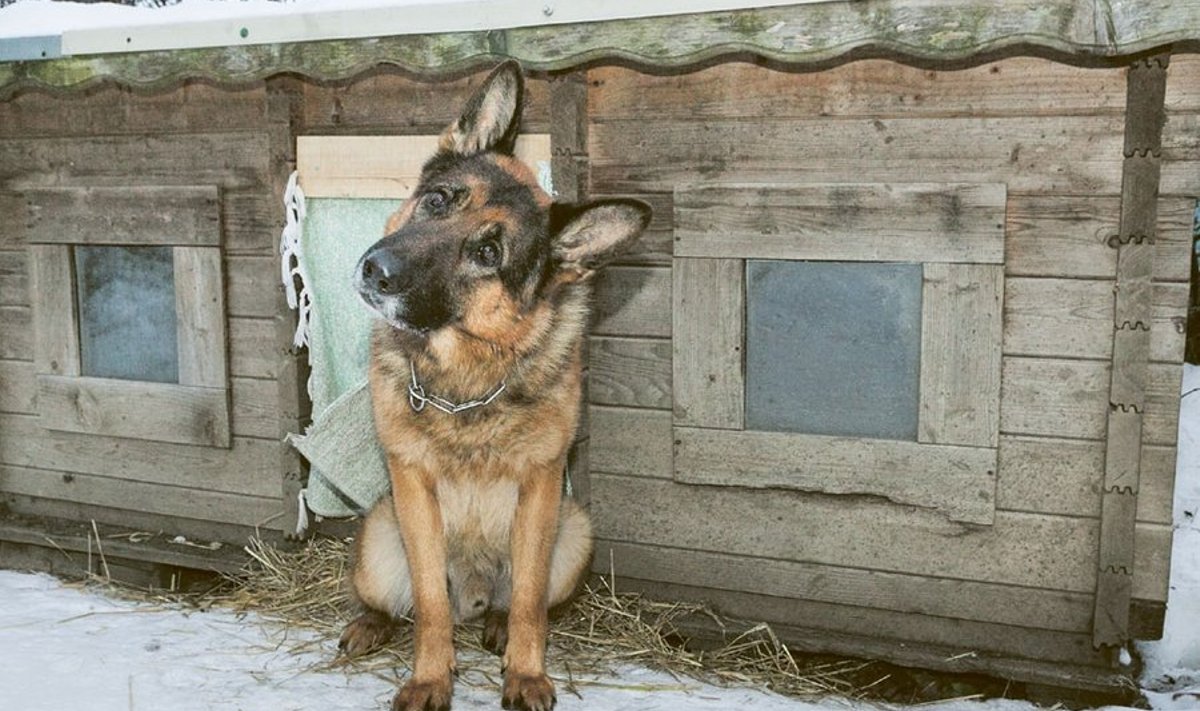 Õues peetavad koerad  vajavad talvel korralikku kuuti. Saksa lambakoer  Flutwelle Ixoros (omadele Assu) on 3000 krooni  maksma läinud eluasemega täitsa rahul.