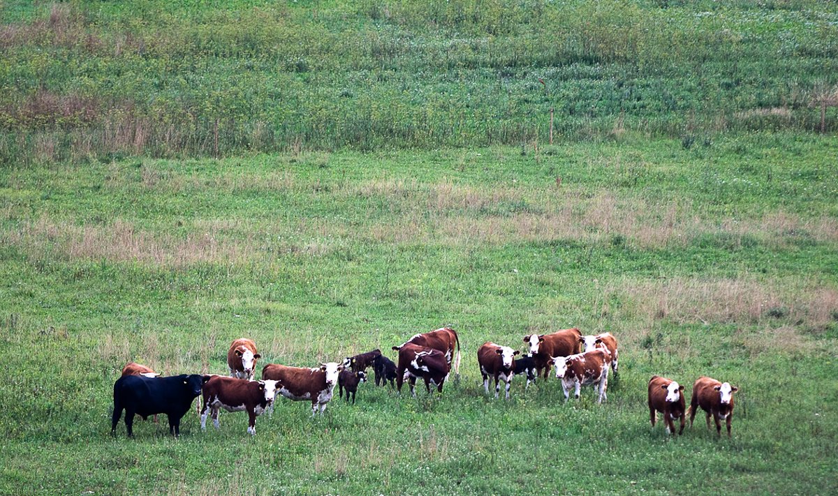 Lehmad karjamaal