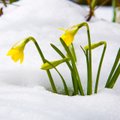 5 vanarahva tarkust kevade kohta
