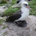 Vanus, see on lihtsalt number: maailma vanim albatross muudkui muneb!