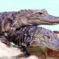 VIDEO: Vaata, kuidas söömiseks fileerida mitmekümnekilost alligaatorit?
