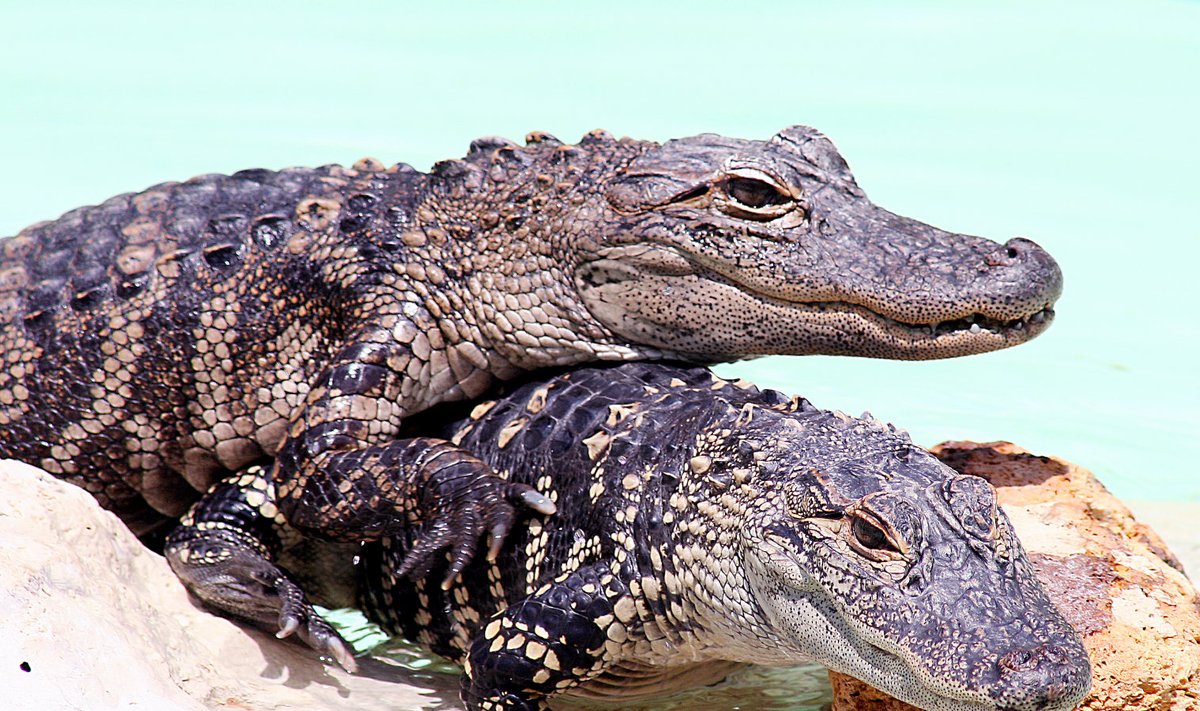 Vallatud krokodillid