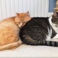 Südamlik VIDEO | kurva minevikuga Kassiabi kassid ei lase üksteist enam hetkekski silmist