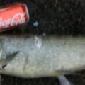 RAHVA VIDEO: Jää alt sulas välja arvukalt surnud kalu