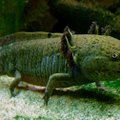 Mehhiko "kõndiv kala" ehk „veekoll“ aksolotl võib olla loodusest välja surnud