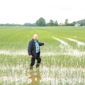 FOTOD: Nõo kandis jäid teraviljapõllud poolemeetrise veekihi alla