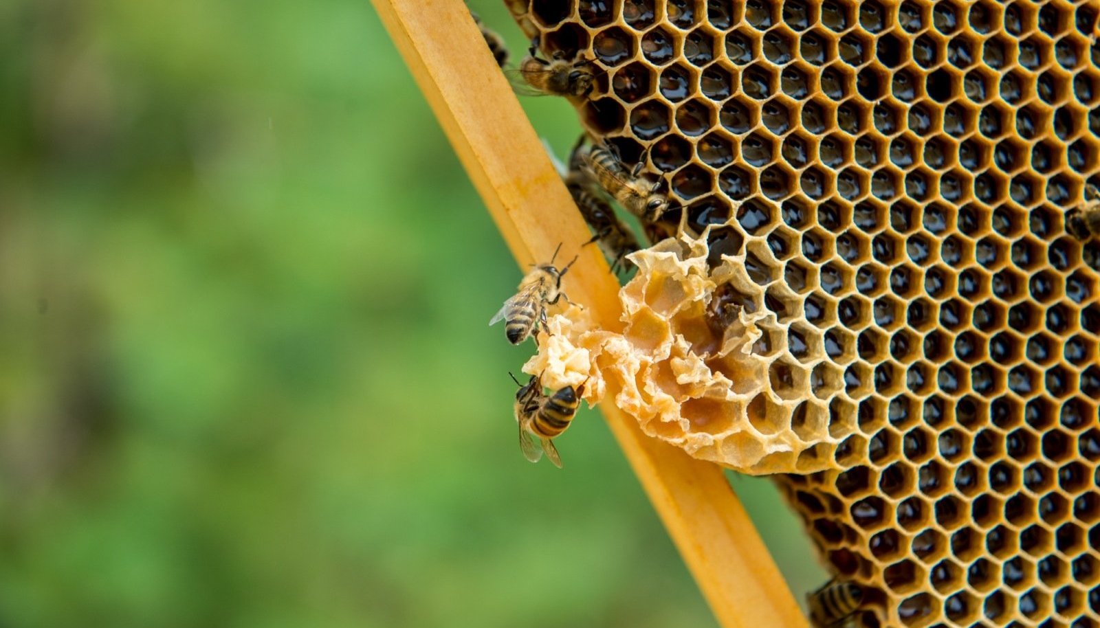 Чего боятся пчелы как от них избавиться. Пчелиная семья 80 тысяч пчел. Причины ежегодной гибели пчел.