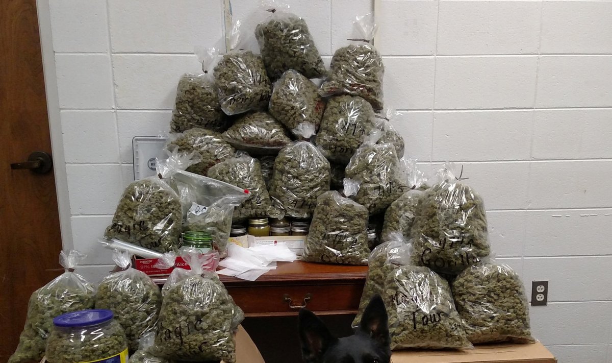 Politsei poolt konfiskeeritud marihuaana. Foto on illustratiivne.