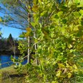 Elulõng, mille lehed vahetavad värvi ja õied lõhnavad nagu mandel, kasvab Eestiski