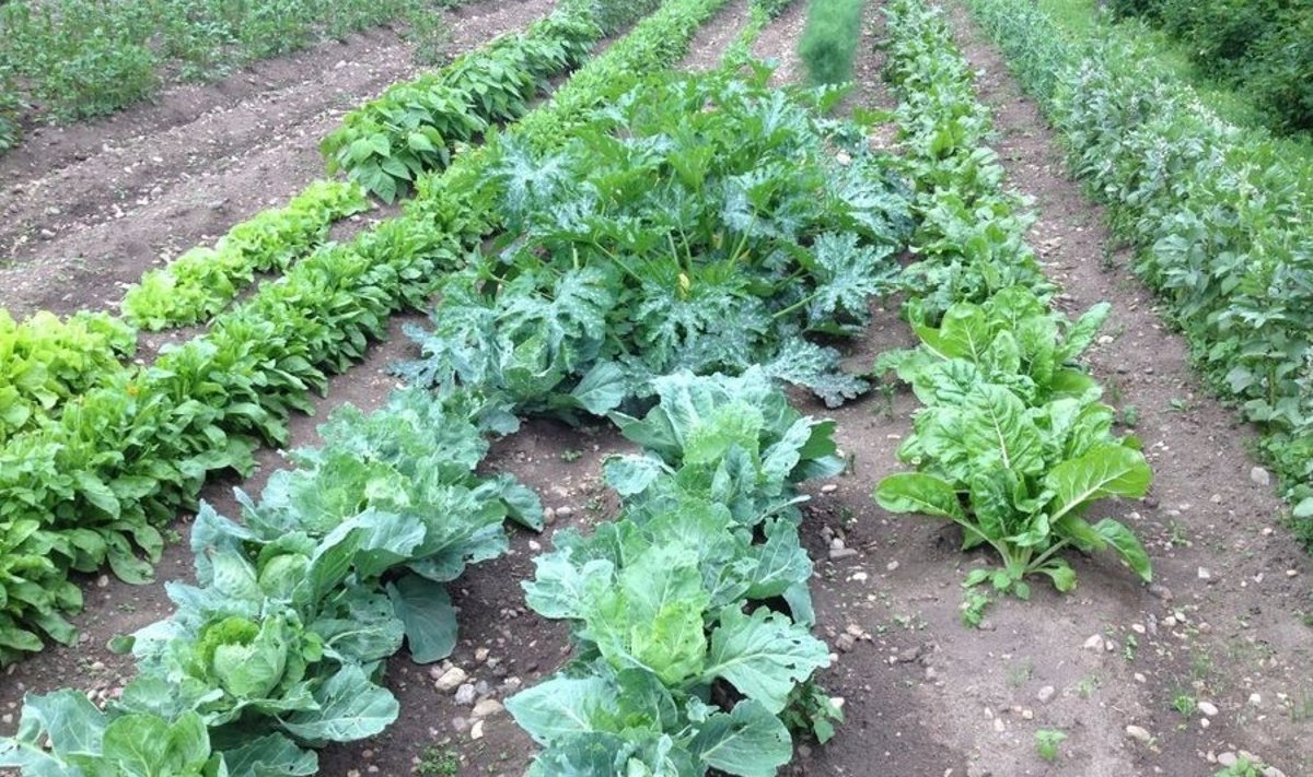 Köögiviljaaed vajab ka juulikuus hoolt: tuleb rohida, mulda kobestada ja kasta.