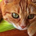 Lugejakiri | eestlase püüdlused Türgis oma kassi elu päästa kujunesid ootamatult piinarikkaks ja lõputuks saagaks