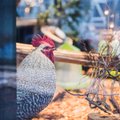 ФОТО: Тарту готовится к рождественским праздникам