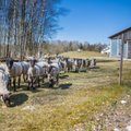 Veterinaarkeskus Saaremaa Ökoküla lammaste ja veiste kohta: nii ei tohi loomi pidada