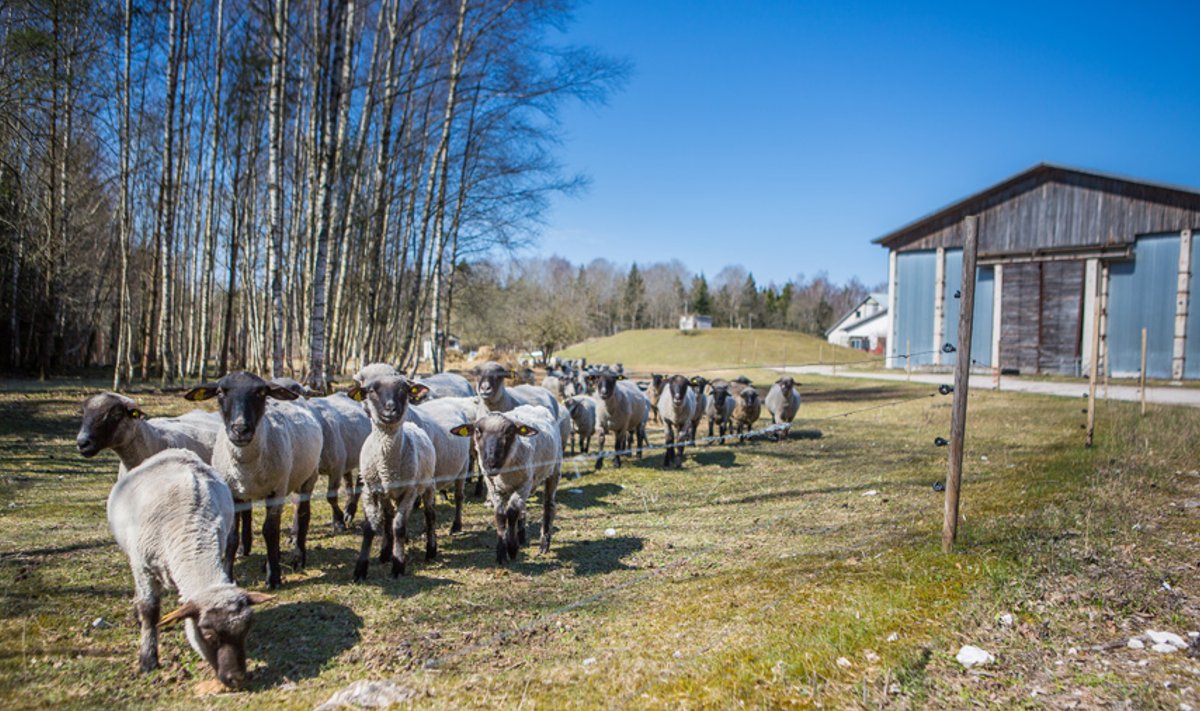 Saaremaa Ökoküla loomafarm