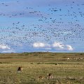 Перелетные птицы хуже засухи: казарки и гуси разорили почти 30 гектаров поля