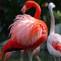 Esimest korda: flamingod saavad ka Sitsiilias järglasi