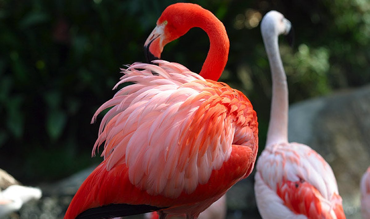 Flamingod.