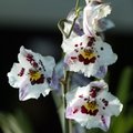 Imetle orhideede ilu botaanikaaias