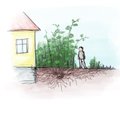 КОВАРНОЕ И УЖАСНОЕ | Жителей Эстонии на участках донимают растения, от которых практически невозможно избавиться