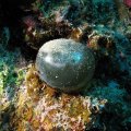 Meremehe silmamuna - imeilus üherakuline organism