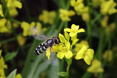 Пчела осмия двуцветная (Osmia bicolor), по-эстонски – müürimesilane