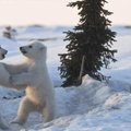 Jääkarud lahknesid pruunkarudest miljoneid aastaid tagasi
